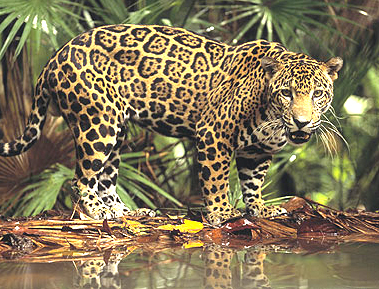 Jaguar on Jaguar De Chiapas En Peligro De Extincion